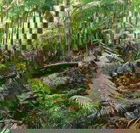 Wollumbin-Mount Warning National Park - Accommodation Kalgoorlie