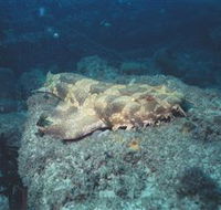 Scottish Prince Dive Site - Accommodation Kalgoorlie