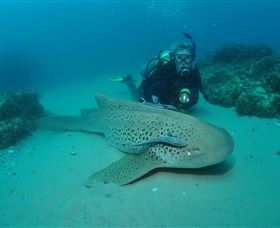 Manta Bommie Dive Site - Accommodation Kalgoorlie 1