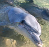 Dolphins of Monkey Mia - Accommodation Kalgoorlie