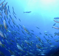 Cape Byron Marine Park - Accommodation Kalgoorlie