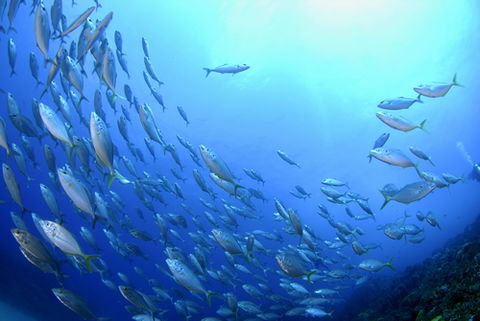 Cape Byron Marine Park - Accommodation Kalgoorlie 0