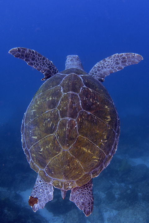 Cape Byron Marine Park - Accommodation Kalgoorlie 3