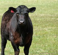 Denham Farm Beef and Lamb - Accommodation Kalgoorlie