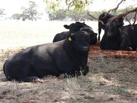 Denham Farm Beef And Lamb - Accommodation Kalgoorlie 1