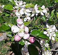 Avro Park Orchards - Accommodation Kalgoorlie