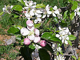 Avro Park Orchards - Accommodation Kalgoorlie 0