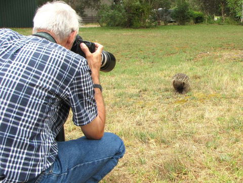 Echidna Walkabout Nature Tours - Accommodation Kalgoorlie 7