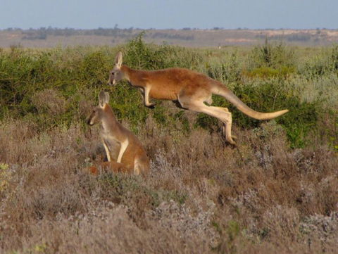 Echidna Walkabout Nature Tours - Accommodation Kalgoorlie 11