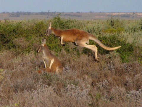 Echidna Walkabout Nature Tours - Accommodation Kalgoorlie 12