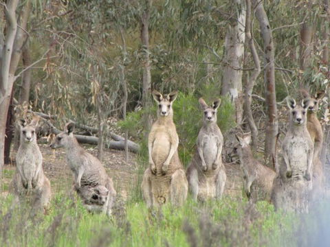Echidna Walkabout Nature Tours - Accommodation Kalgoorlie 15