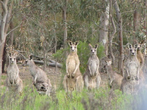Echidna Walkabout Nature Tours - Accommodation Kalgoorlie 16