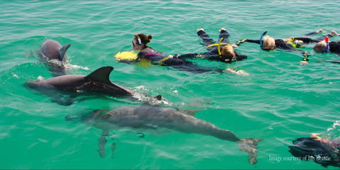 Rockingham Wild Encounters - Swim With Wild Dolphins - Accommodation Kalgoorlie 1