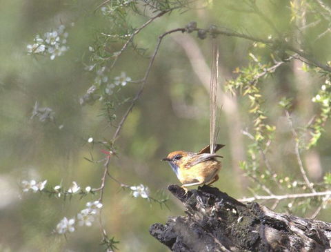 Melbourne Birding Tours - Accommodation Kalgoorlie 16