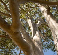 Lindsay Pryor Walk Australian National University - Accommodation Kalgoorlie