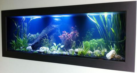 Aquariums In Cairns - Accommodation Kalgoorlie 0