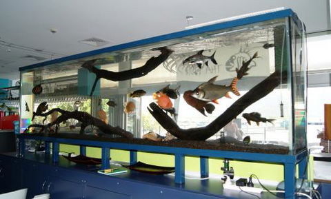 Aquariums In Cairns - Accommodation Kalgoorlie 2