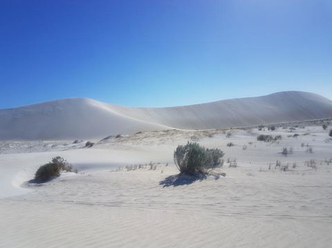Pinnacles Desert, Koalas And Sandboarding 4WD Day Tour From Perth - Accommodation Kalgoorlie 2