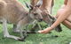 Pinnacles Desert, Koalas And Sandboarding 4WD Day Tour From Perth - thumb 32