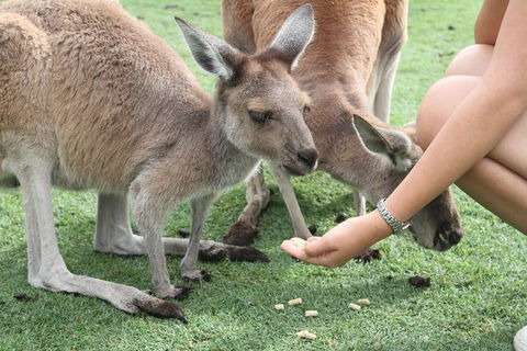 Pinnacles Desert, Koalas And Sandboarding 4WD Day Tour From Perth - Accommodation Kalgoorlie 32