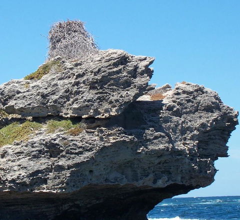 Rottnest Island Tour From Perth Or Fremantle Including Adventure Speed Boat Ride - Accommodation Kalgoorlie 7