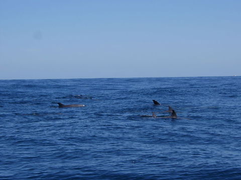 Rottnest Island Tour From Perth Or Fremantle Including Adventure Speed Boat Ride - Accommodation Kalgoorlie 6
