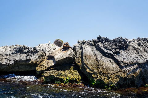 Rottnest Island Tour From Perth Or Fremantle Including Adventure Speed Boat Ride - Accommodation Kalgoorlie 9
