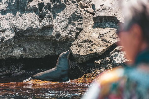 Rottnest Island Tour From Perth Or Fremantle Including Adventure Speed Boat Ride - Accommodation Kalgoorlie 14