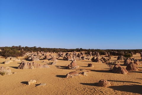 Pinnacles Day Trip From Perth Including Yanchep National Park - Accommodation Kalgoorlie 6
