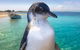 Full-Day Penguin Island & Fremantle Town - thumb 0