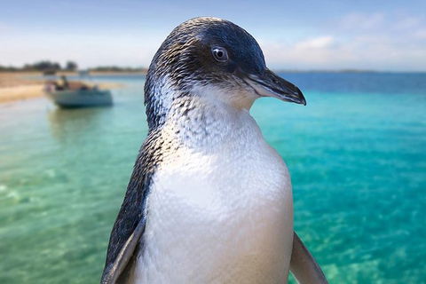 Full-Day Penguin Island & Fremantle Town - Accommodation Kalgoorlie 0