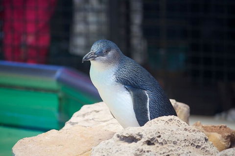 Full-Day Penguin Island & Fremantle Town - Accommodation Kalgoorlie 5