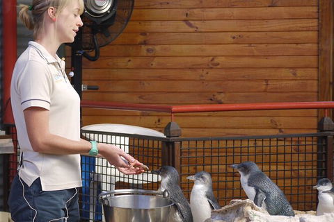 Full-Day Penguin Island & Fremantle Town - Accommodation Kalgoorlie 6