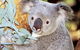 Perth Zoo General Entry Ticket And Sightseeing Cruise - thumb 0