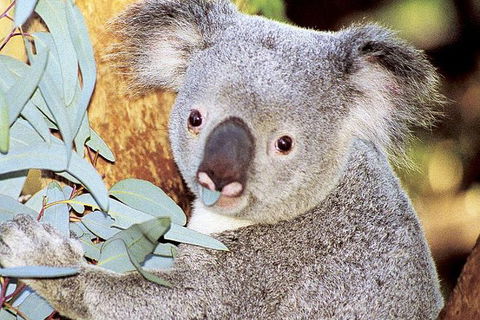 Perth Zoo General Entry Ticket And Sightseeing Cruise - Accommodation Kalgoorlie 0