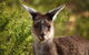 Pinnacles Sunset Dinner And Wildlife Experience A Small Group Tour - thumb 6