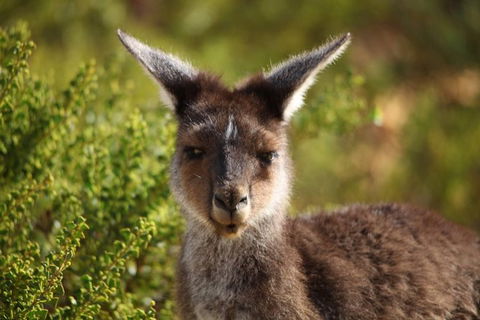 Pinnacles Sunset Dinner And Wildlife Experience A Small Group Tour - Accommodation Kalgoorlie 6