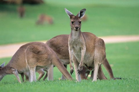 Full-Day Perth, Fremantle, Swan Valley & Wildlife Park - Accommodation Kalgoorlie 1