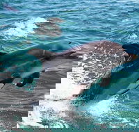 Half-Day Mandurah Canals  Dolphin Watch Tour - Accommodation Kalgoorlie