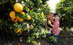 Half-Day Swan Valley Walk & Fruit Orchard - thumb 1