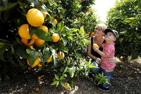 Half-Day Swan Valley Walk & Fruit Orchard - Accommodation Kalgoorlie 1
