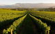 Half-Day Swan Valley Walk & Fruit Orchard - thumb 0