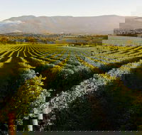 Half-Day Swan Valley Walk  Fruit Orchard - Accommodation Kalgoorlie