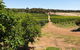 Half-Day Swan Valley Walk & Fruit Orchard - thumb 7
