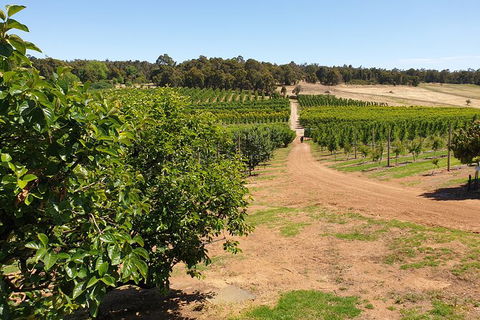 Half-Day Swan Valley Walk & Fruit Orchard - Accommodation Kalgoorlie 7