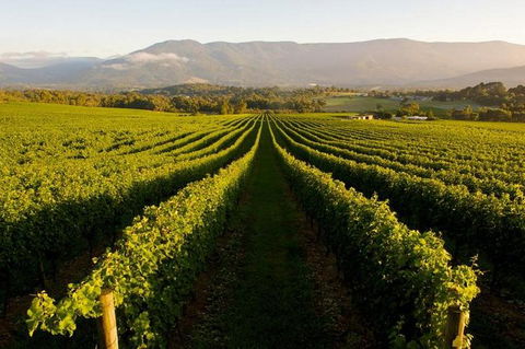 Half-Day Swan Valley Walk & Fruit Orchard - Accommodation Kalgoorlie 2