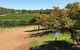 Half-Day Swan Valley Walk & Fruit Orchard - thumb 8