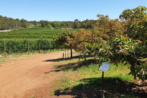 Half-Day Swan Valley Walk & Fruit Orchard - Accommodation Kalgoorlie 8