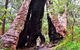 Margaret River Wineries, Caves, Ocean And Karri - Air & Ground Tour - thumb 0