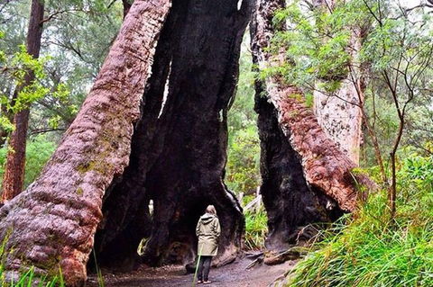 Margaret River Wineries, Caves, Ocean And Karri - Air & Ground Tour - Accommodation Kalgoorlie 0